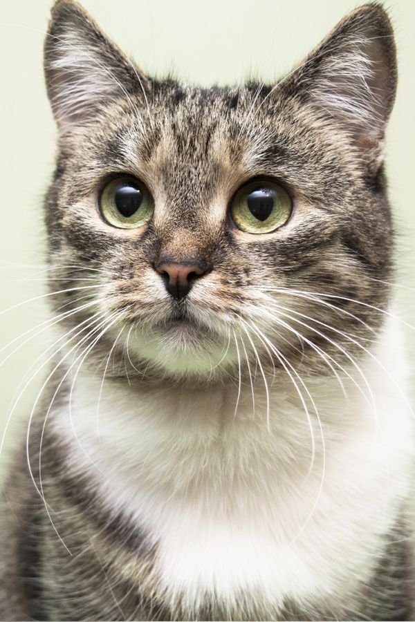 a close up of a cat looking at the camera