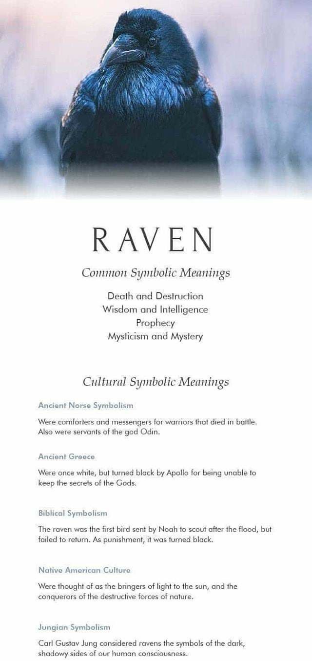 the back cover of ravenn