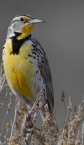 a yellow and black bird sitting on top of a dry grass covered tree branch in front of a gray sky