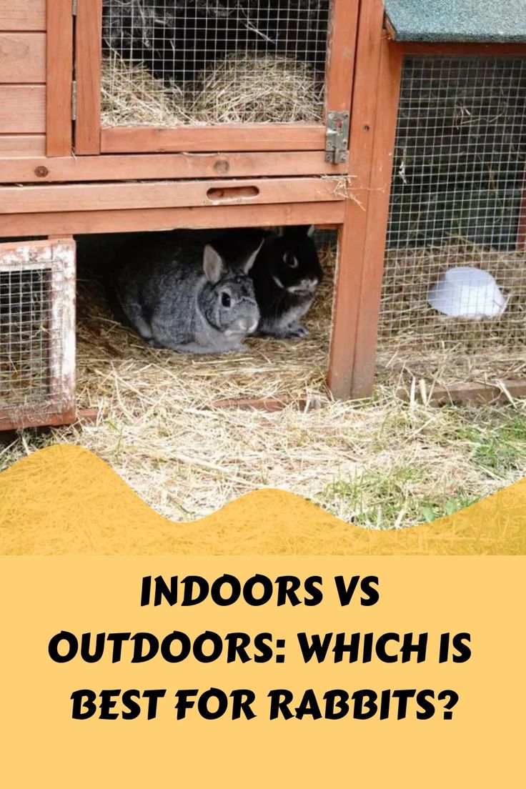 rabbits are hiding in their enclosure with the words indoors vs outdoors which is best for rabbits?