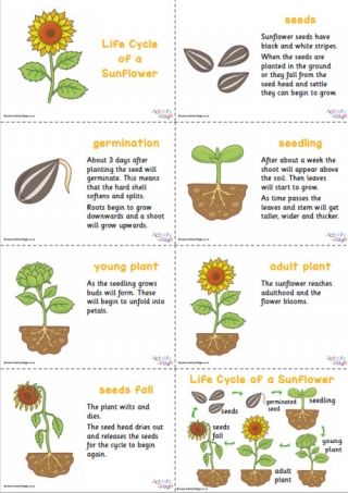 the life cycle of a sunflower is shown in this diagram, with instructions for how to