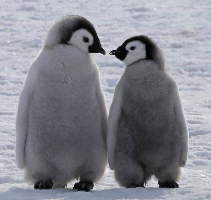 two penguins standing next to each other in the snow