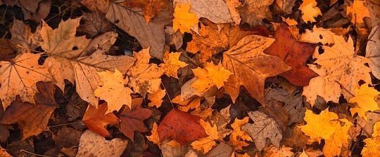 many different colored leaves on the ground