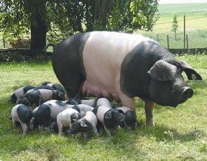 a large pig standing on top of a pile of small black and white pigs in a field