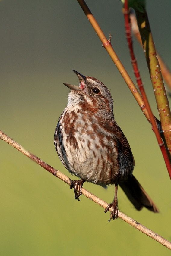 a small brown and white bird sitting on top of a tree branch with its mouth open