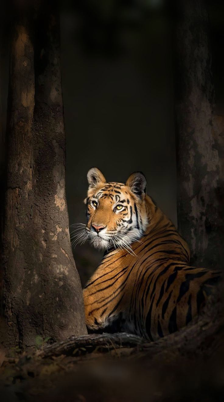 a tiger sitting next to a tree in the dark