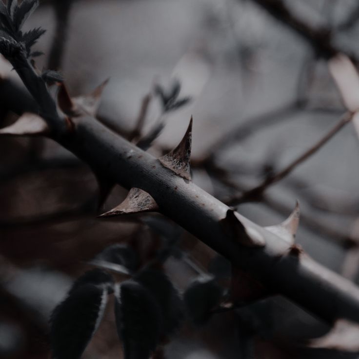 black and white photograph of branches with leaves