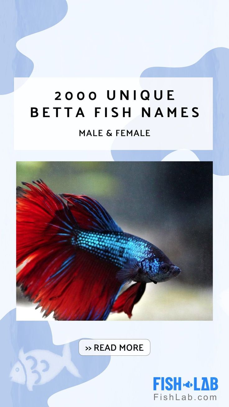 a fish that is sitting on top of a blue and white cover with the words 200 unique