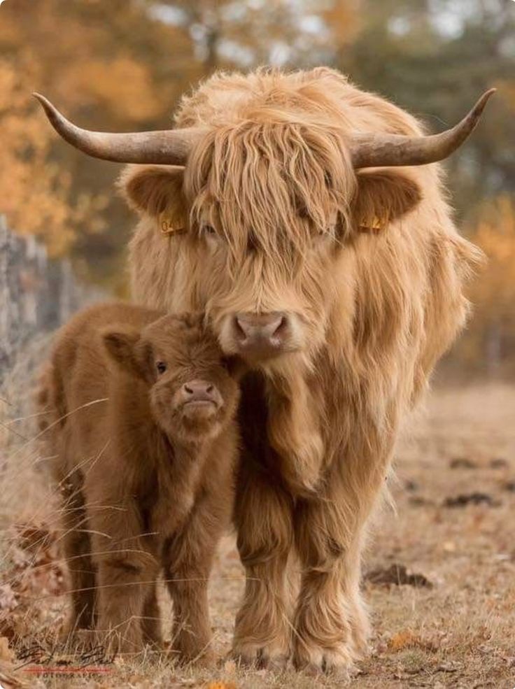 an adult and baby yak standing next to each other