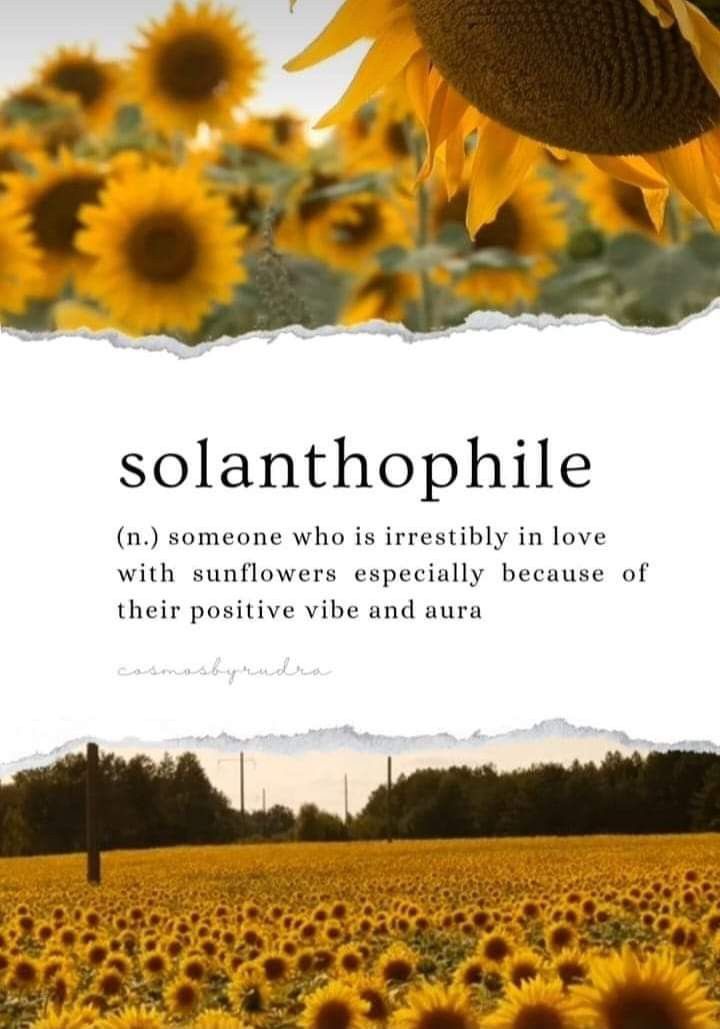 a sunflower field with the words, solanthophile written on it