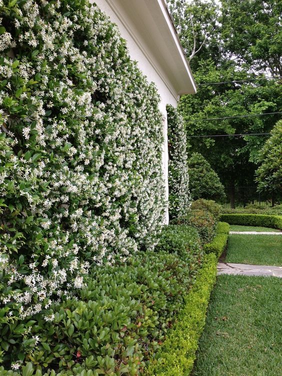 the side of a house with white flowers growing on it's walls and bushes in front