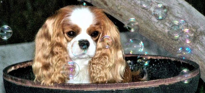 a brown and white dog sitting in a tub with bubbles floating around it's head