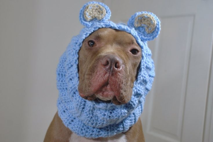 a brown dog wearing a blue crocheted hat with ears