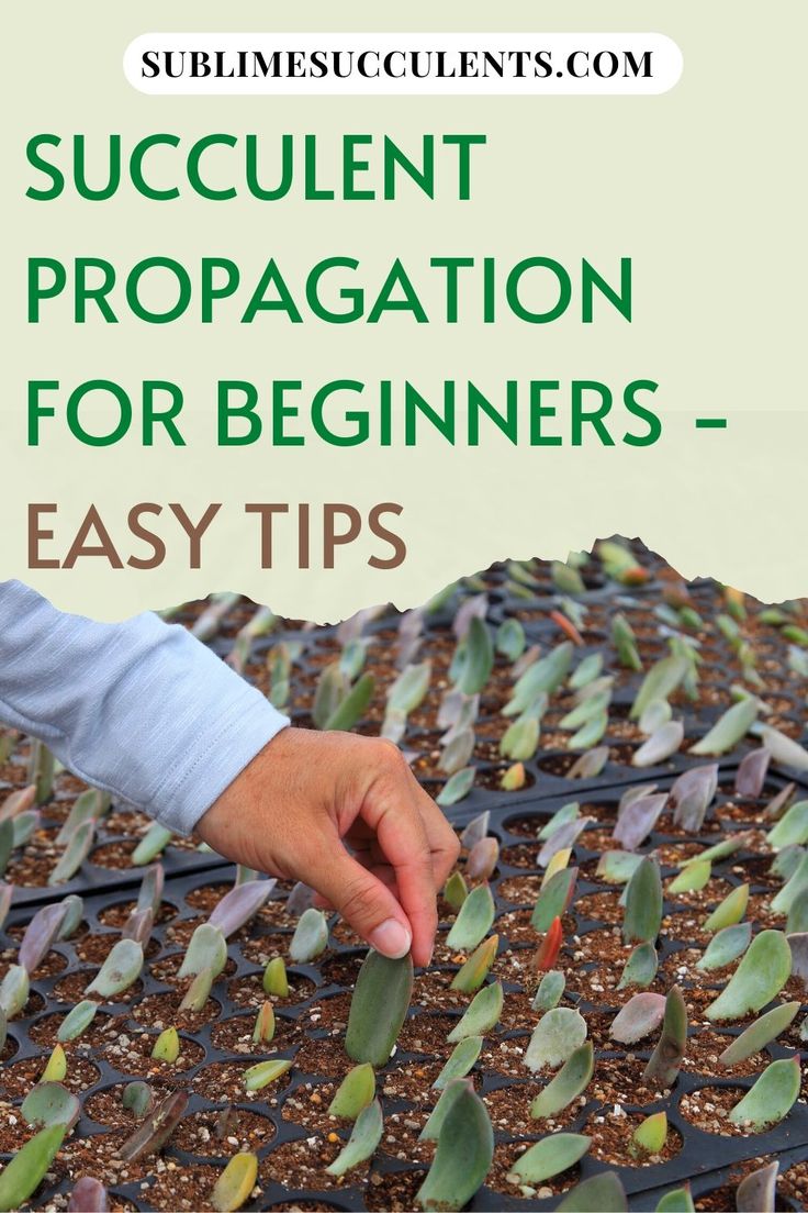 succulent propagation for beginners - easy tips to grow succulents