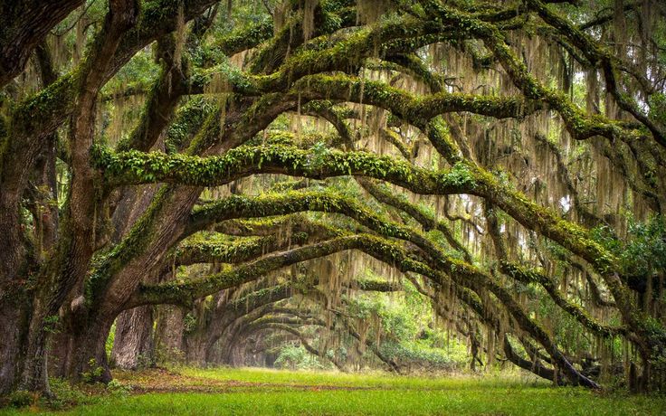 an image of trees with moss growing on them and the words, i am often asked how