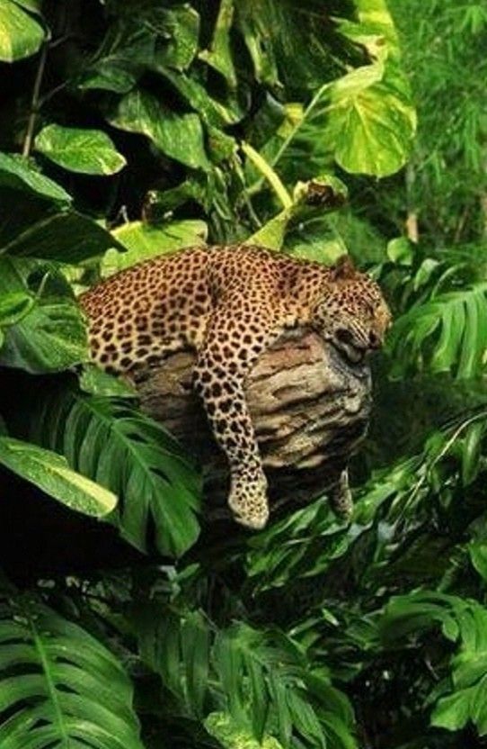 a leopard laying on top of a tree in the jungle