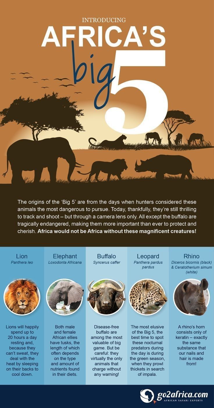 the info sheet for africa's big 5 is shown in blue and brown colors