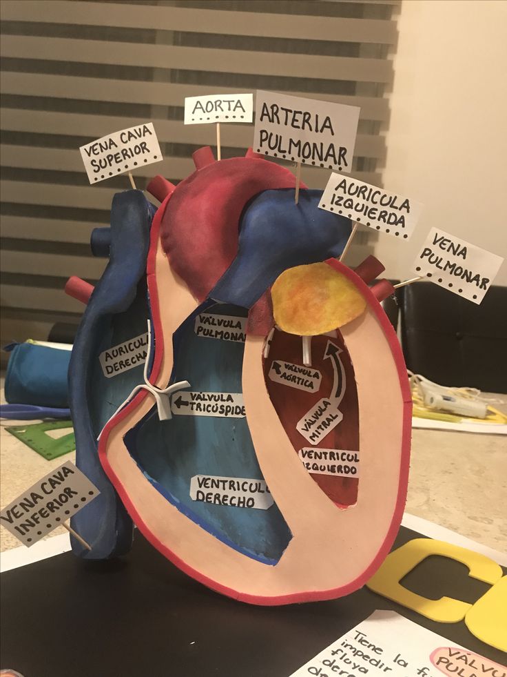 a model of the human heart with labels on it