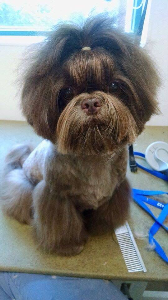 a brown dog sitting on top of a table next to blue scissors and combs