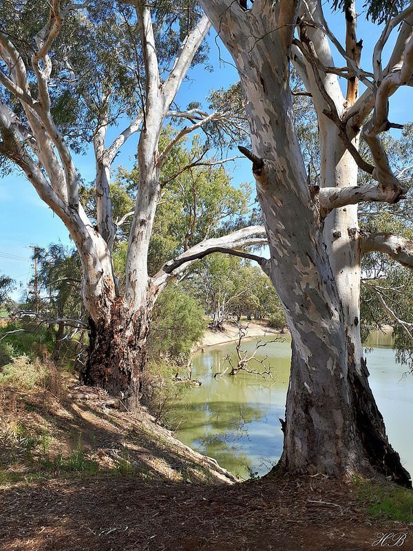 some very pretty trees by the water