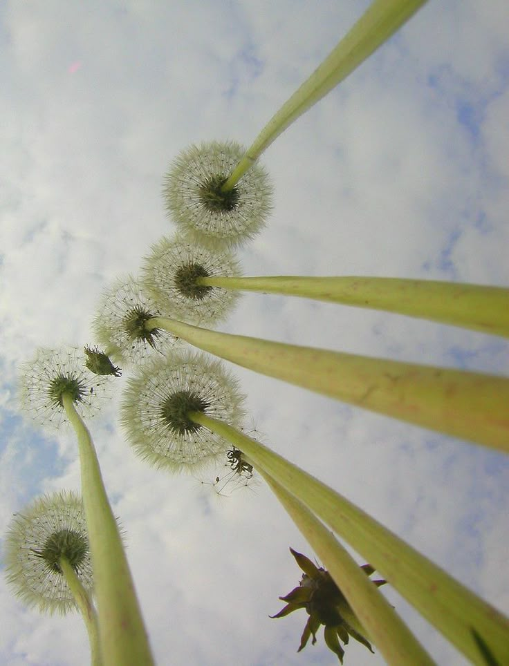 four dandelions blowing in the wind against a blue sky with white fluffy clouds