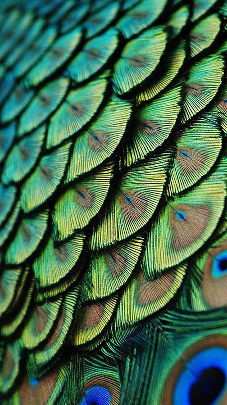 the feathers of a peacock are showing off their bright colors and patterns on it's feathers