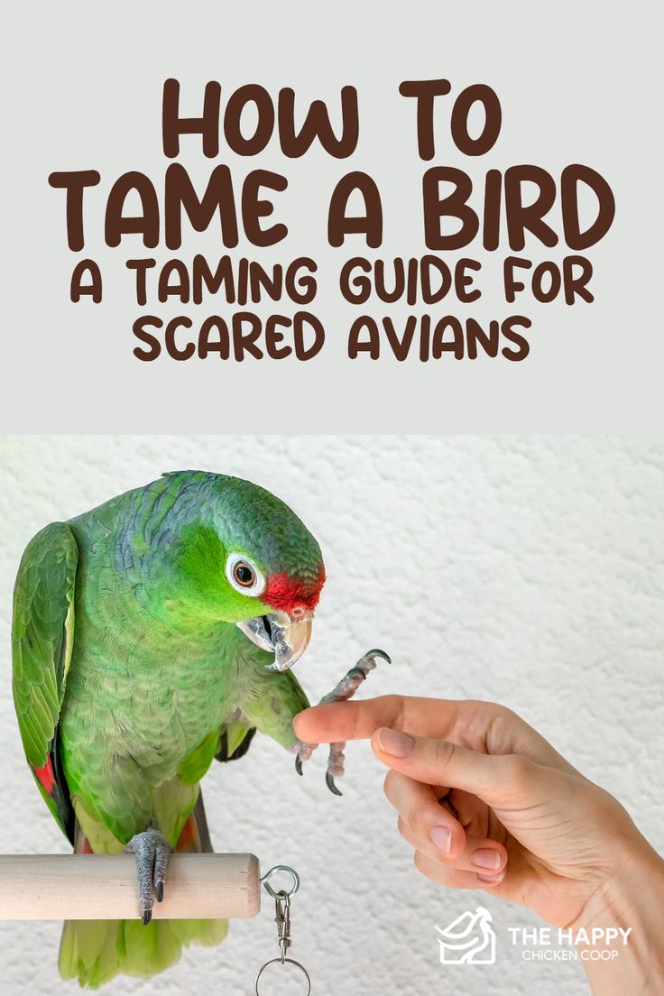 a green bird sitting on top of a perch with the words how to tame a bird