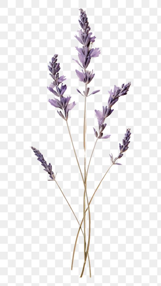 lavender flowers on a white background with no background, hd png and psd