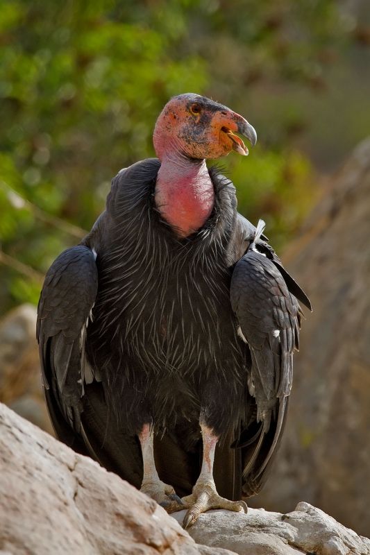 a large bird sitting on top of a rock