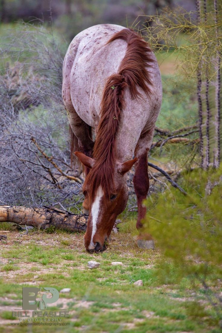 a brown and white horse eating grass in the woods