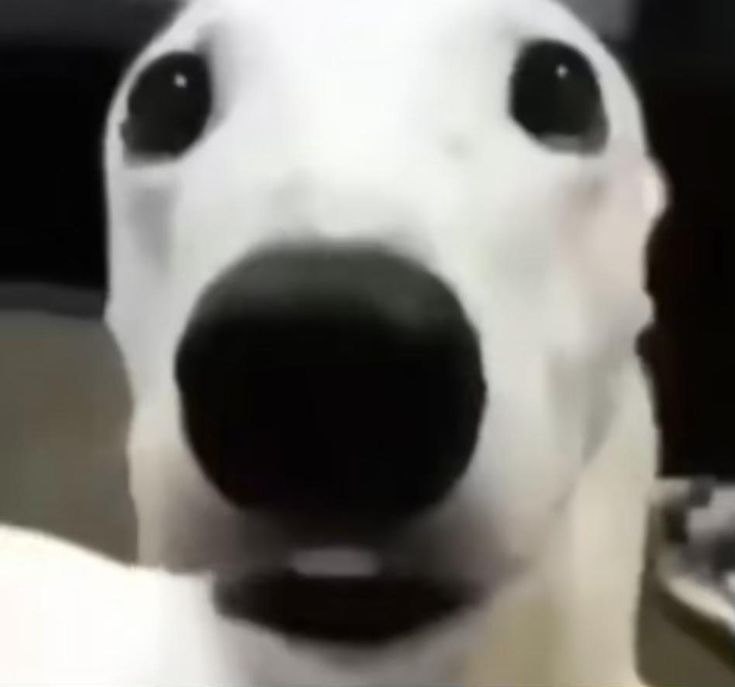 a close up of a white dog with black eyes and a nose that is looking at the camera