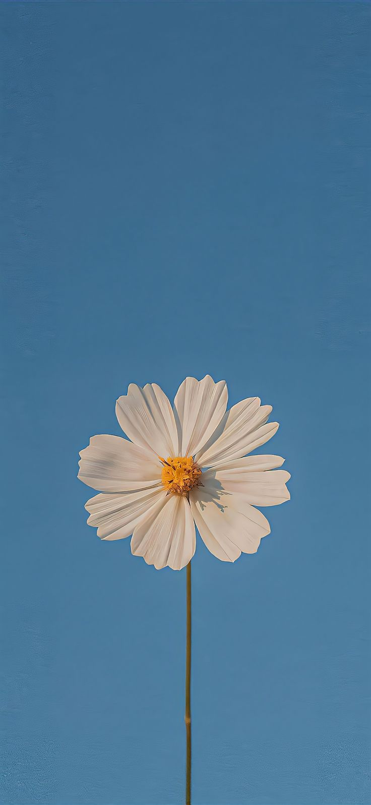 a single white flower with a blue sky in the background