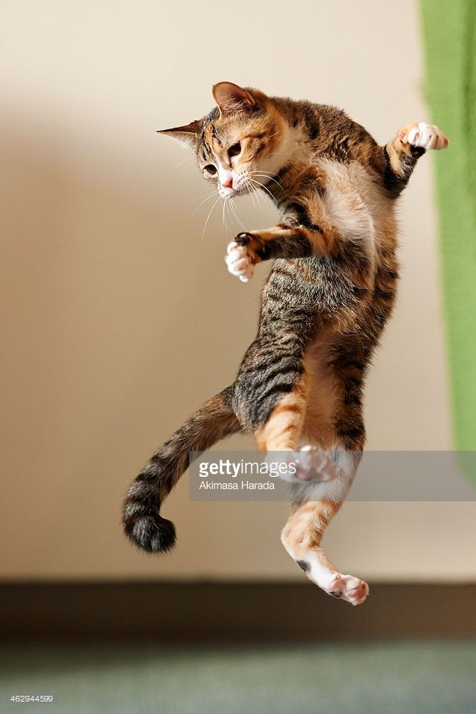 a cat is jumping in the air with its paws