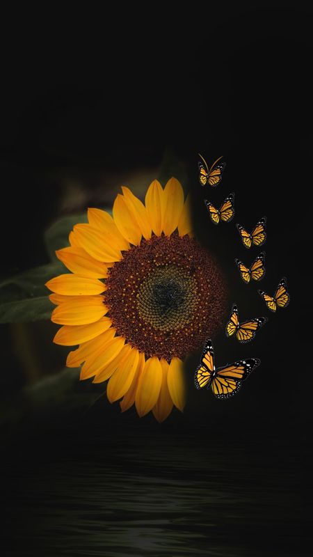 a yellow sunflower with several butterflies flying around it