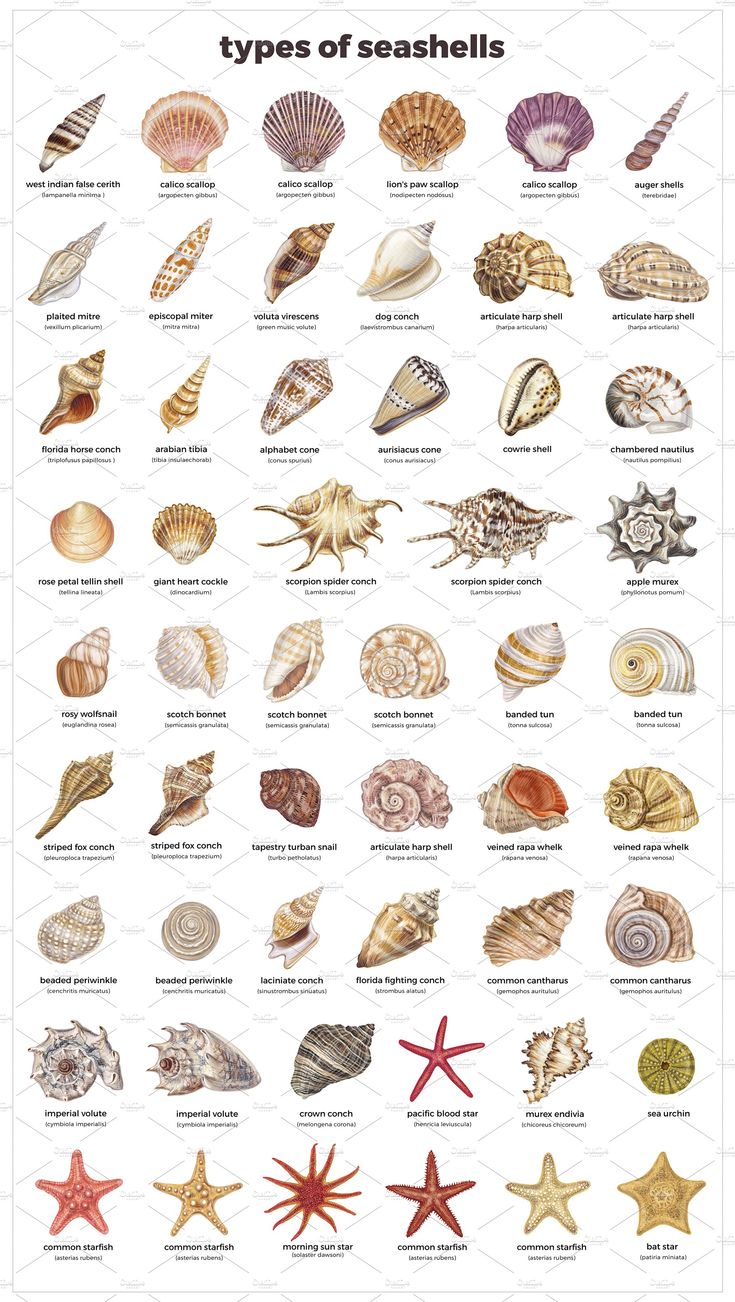 the types of seashells and their names are shown in this poster, which shows them