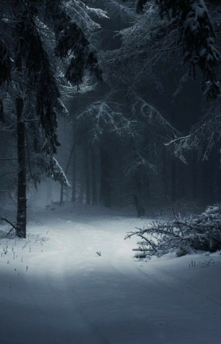 a dark forest with snow on the ground