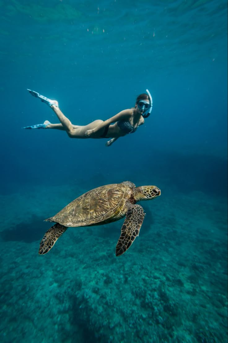 Girl swims next to sea turtle in hawaii waters with snorkel on. Free diving hawaii with sea turtles Shotting Photo, Ocean Vibes, Gap Year, Ocean Lover, Underwater Photography, Sea Turtles, Summer Dream, Summer Photos, Summer Pictures