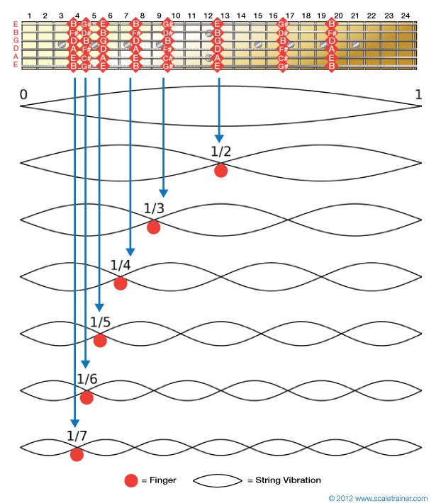 an electric guitar frets diagram showing the position of the frets on the frets