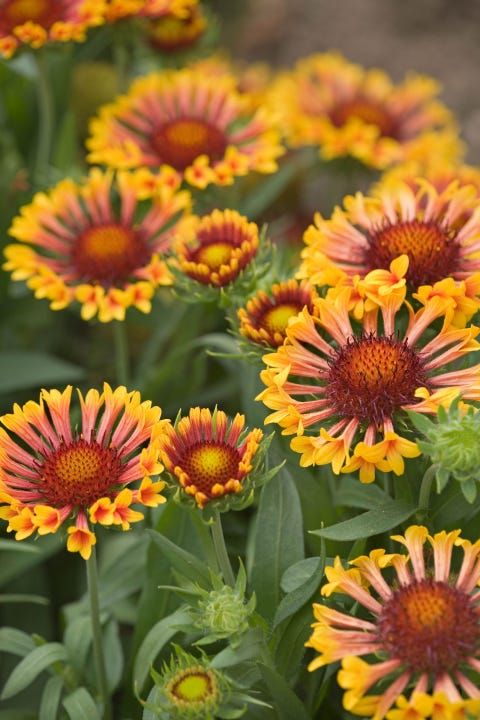 yellow and red flowers with green leaves in the background