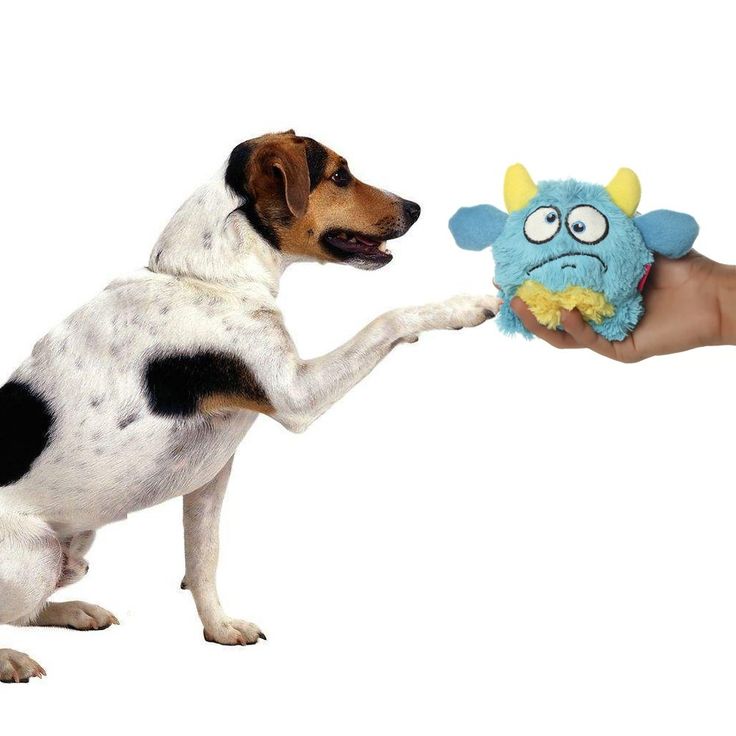 a dog is playing with a stuffed toy that looks like a monster on it's face