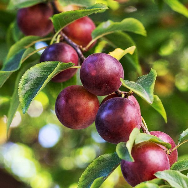 plums hanging from a tree with green leaves