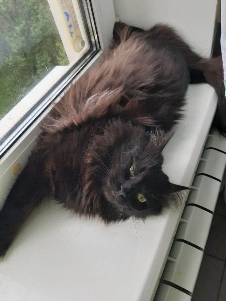 a black cat laying on top of a window sill