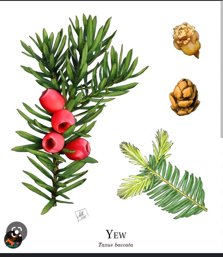 an illustration of some plants and nuts on a white background with the words yew written below it