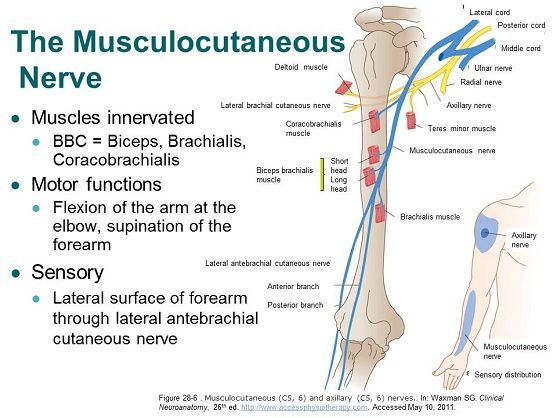 Musculocutaneous Nerve, Sensory Area, Upper Limb Anatomy, Axillary Nerve, Nerve Anatomy, Brachial Plexus, Physical Therapy School, Physical Therapist Assistant, Physical Therapy Assistant