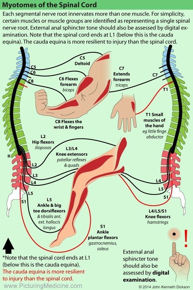 Nerve Anatomy, Physical Therapy School, Bolesti Chrbta, Basic Anatomy And Physiology, Spinal Nerve, Human Body Anatomy, Spine Health, Muscle Anatomy, Medical School Studying