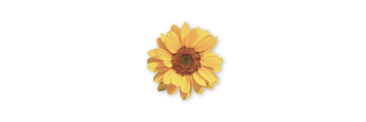 a single sunflower is shown against a white background