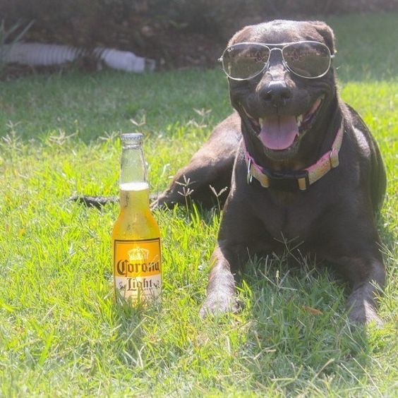 a dog laying in the grass next to a bottle of beer with its tongue out