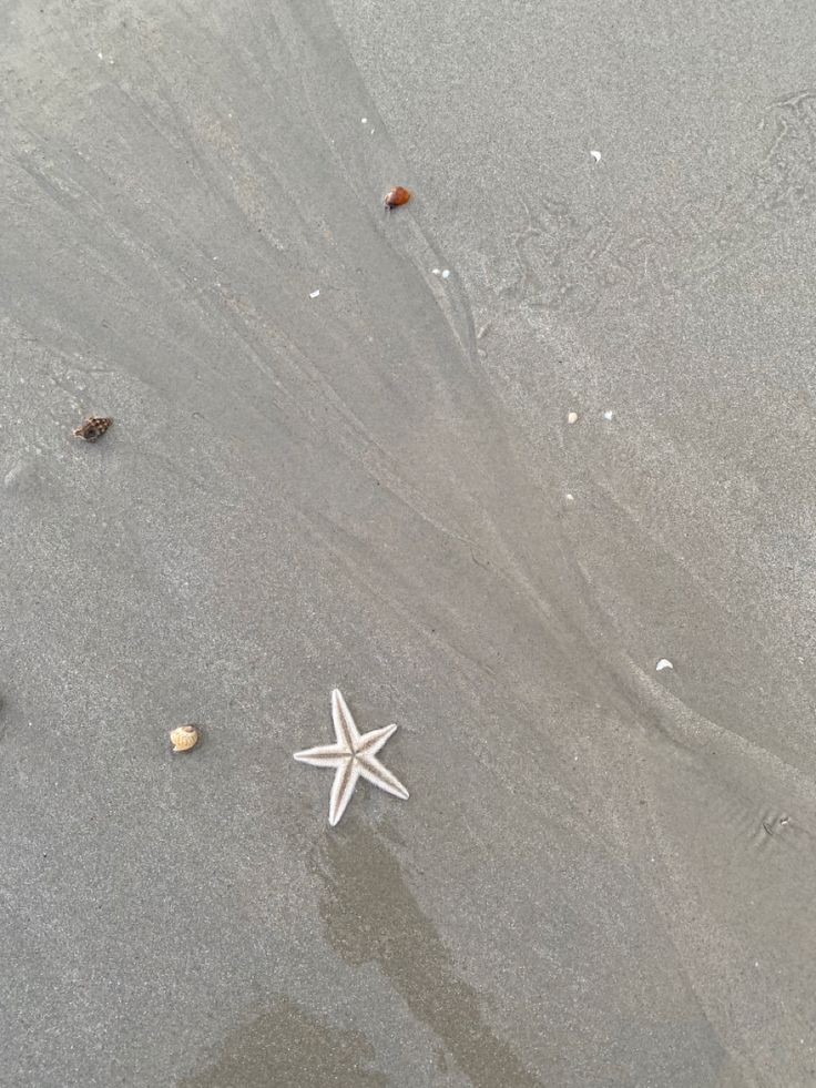 two starfishs on the sand at the beach