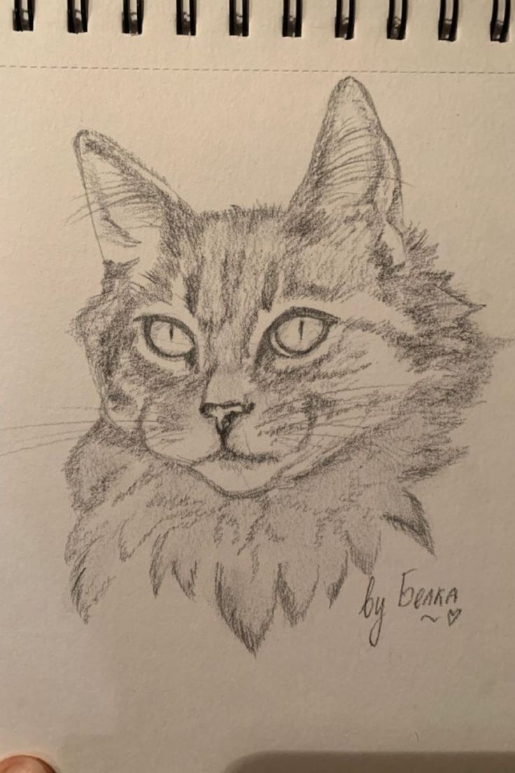 a pencil drawing of a cat's face