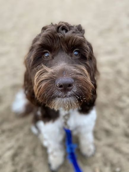 a small brown and white dog standing on top of a sandy beach next to a blue frisbee